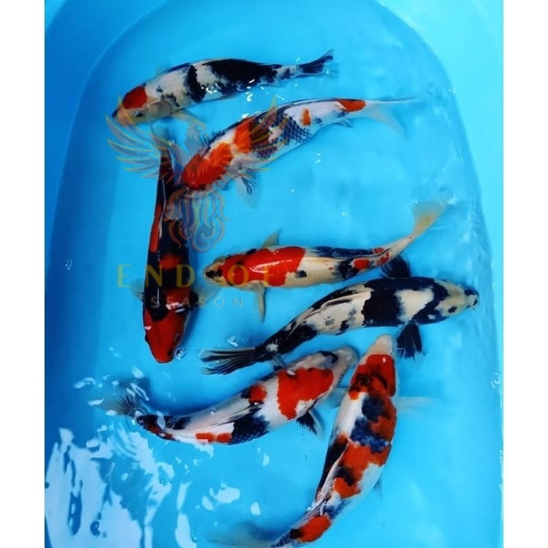 PROMO  PAKET 10rb 3 EKOR BIBIT KOl A SHOWA SHIRO SANKE  KOI ASLI BLITAR MURH MBOIS perlengkapan akua