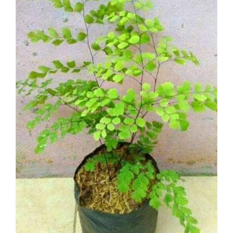 Tanaman Hias Suplir/pakis suplir