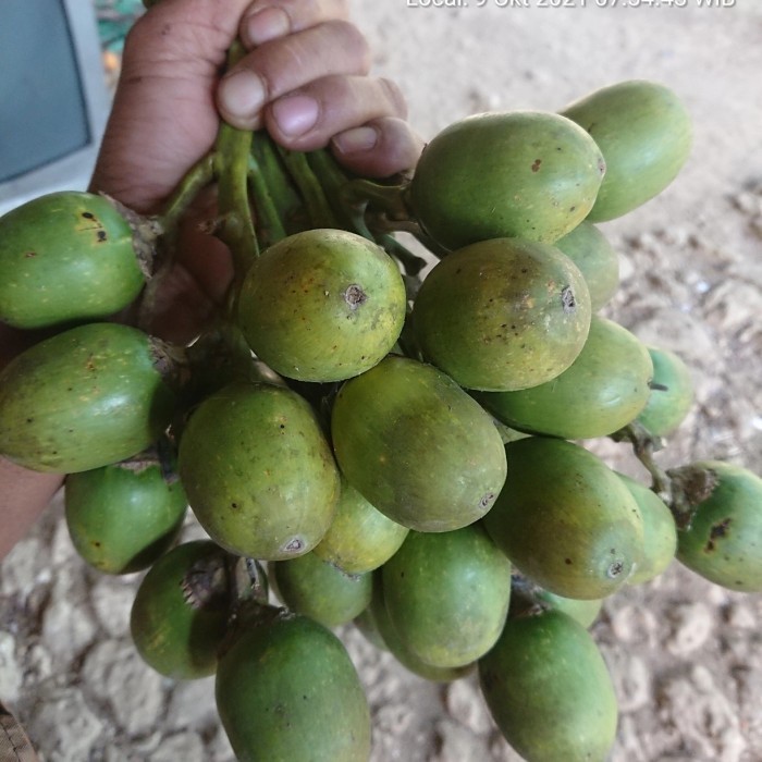 

COD Buah Pinang Atau Jambe Tua segar 1kg Herbal COD premium