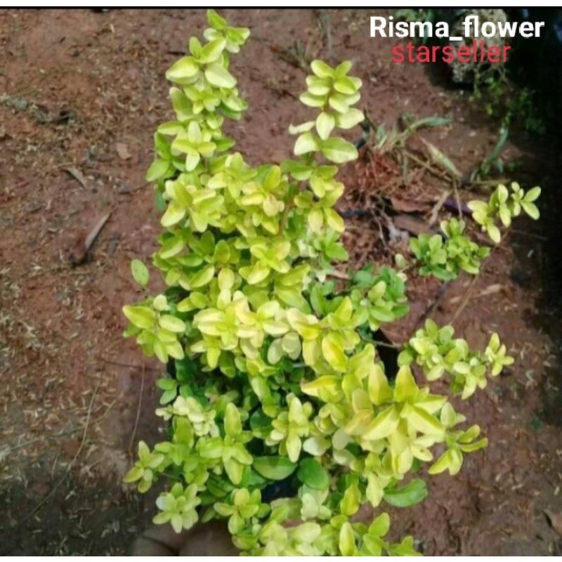 POHON LEGISTRUM BAHAN BONSAI / TANAMAN HIAS HIDUP