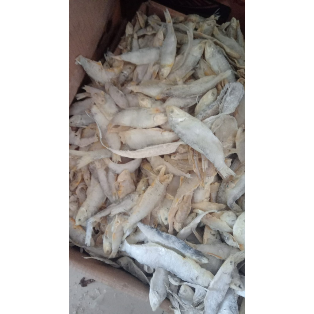 

BILIS ASIN KERING 1KG .