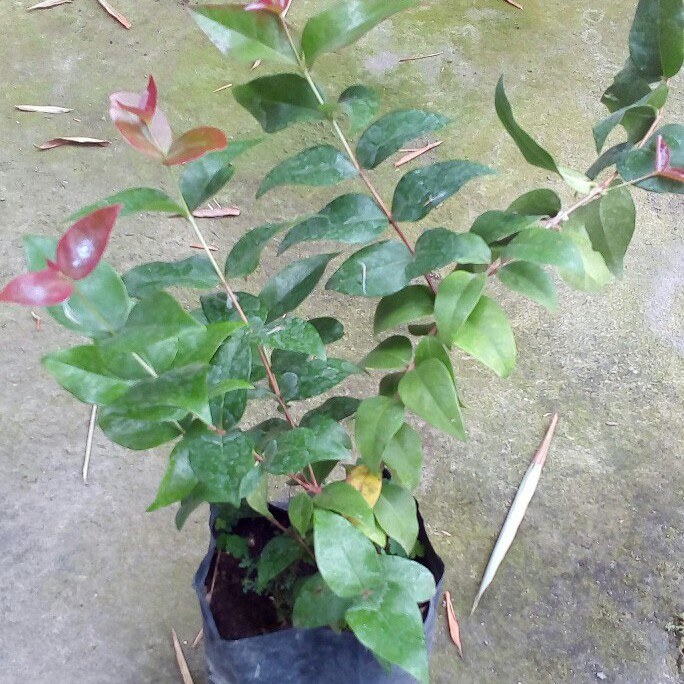 Bibit Pohon Dewandaru Bibit Dewandaru Buah Dewandaru Pohon Siyanto