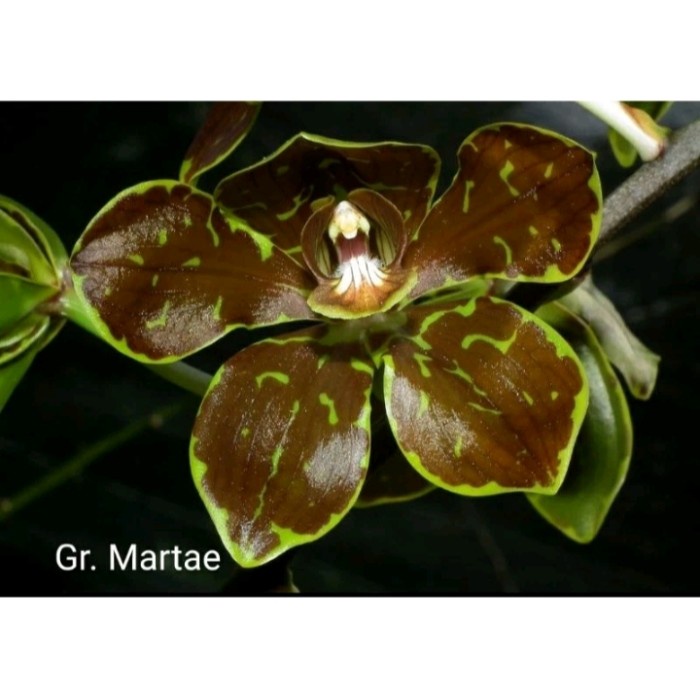 Anggrek remaja grammatophyllum atau anggrek macan