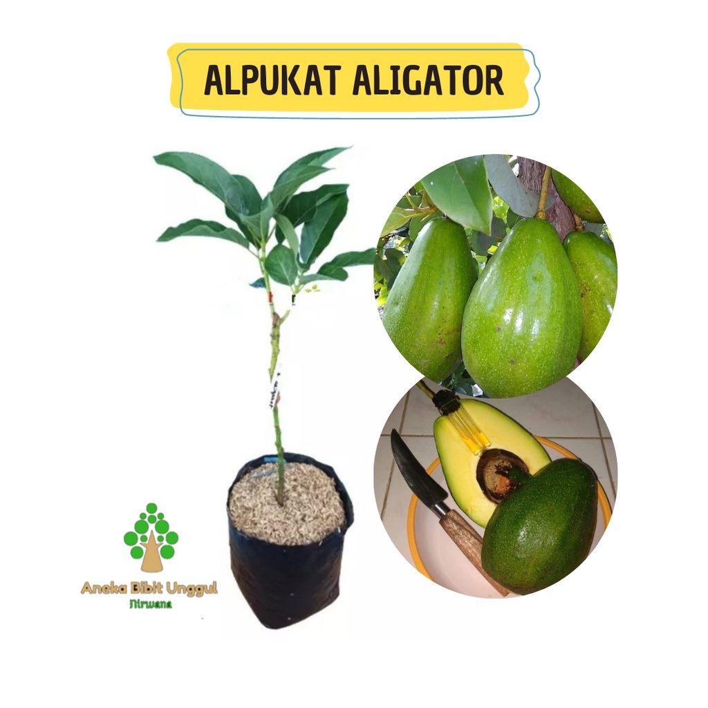 BIBIT ALPUKAT ALIGATOR - BIBIT ALPUKAT ALIGATOR JUMBO - BIBIT ALPOKAT ALIGATOR JUMBO UNGGUL
