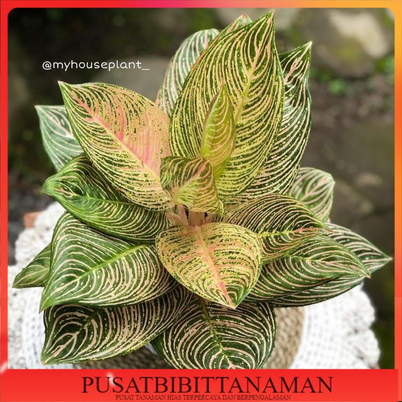 bonggol aglonema golden hope