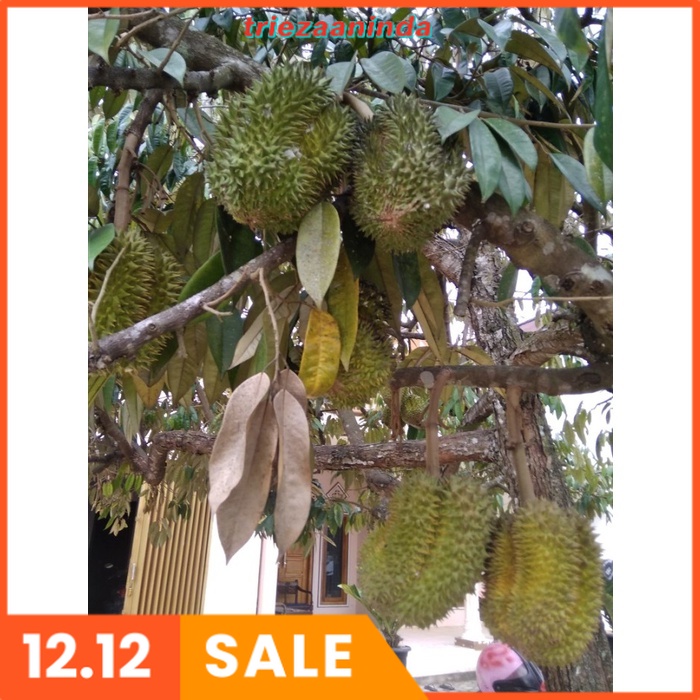 Pupuk Booster Buah Durian, Pupuk Durian Berbuah Lebat