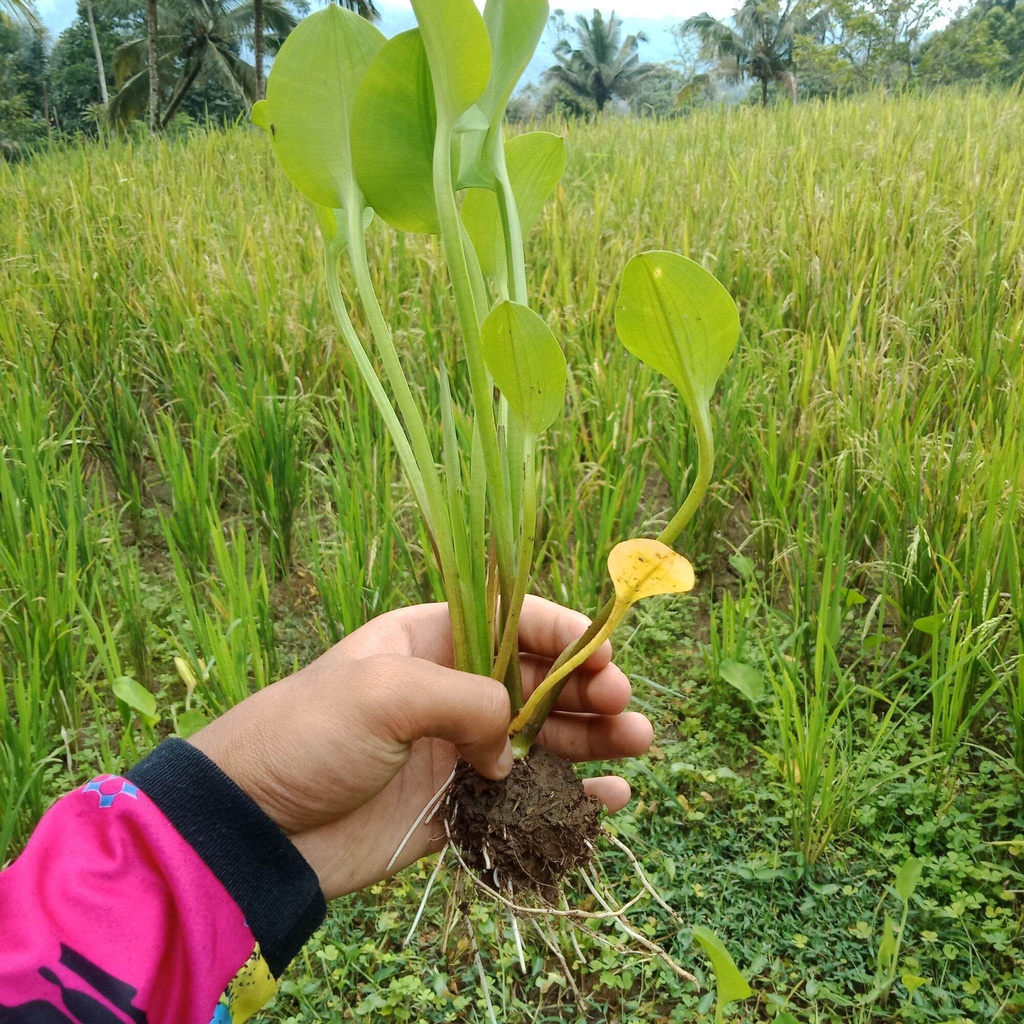 BIBIT tanaman sayur gener /bibit genjer sayur/bibit pohon genjer