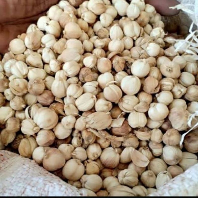 

cod KAPOLAGA / KAPOL / KAPOLAGA LOKAL KERING 10gram mugilaris