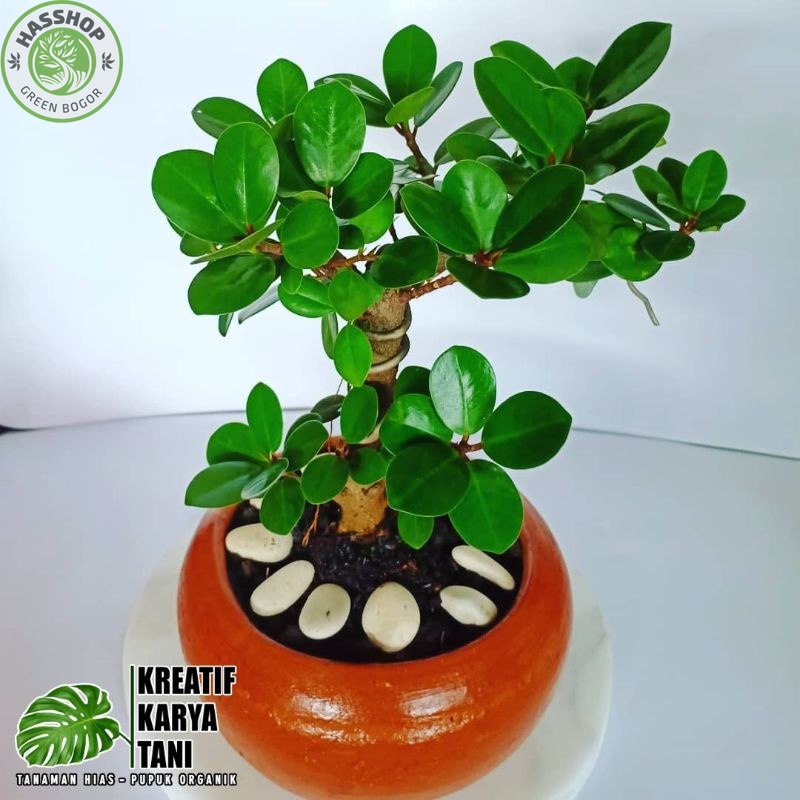 Tanaman hias beringin korea - Pohon beringin korea