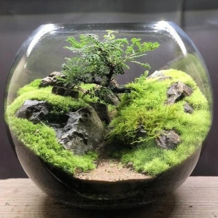 

Terrarium Forest Bowl Gift Kado Unik Siap Pajang