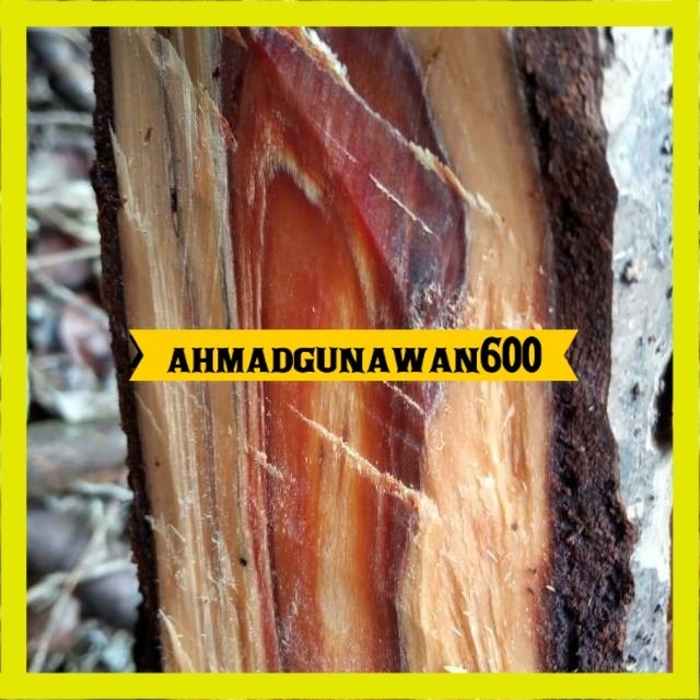 Asli bibit gaharu Terlaris