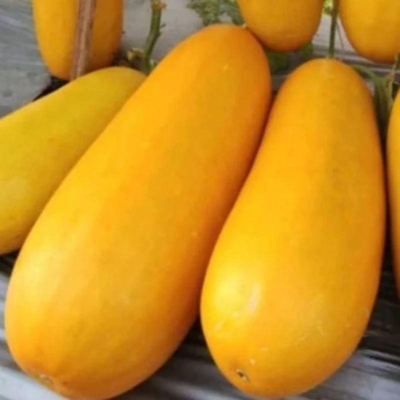 BENIH BIJI TIMUN SURI GOLDEN