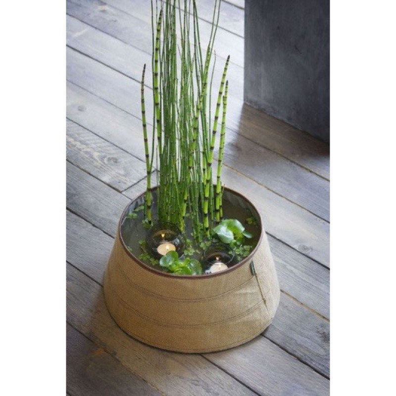 TANAMAN HIAS BAMBU AIR - TANAMAN HIAS HIDUP INDOOR BAMBU AIR sicantiks