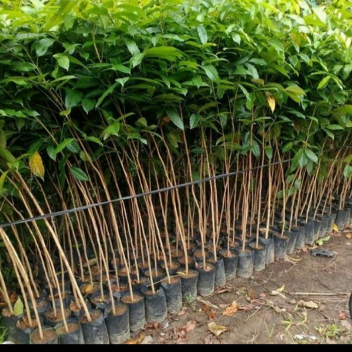 Bibit Mahoni Afrika/ Bibit Pohon Mahoni Unggulan