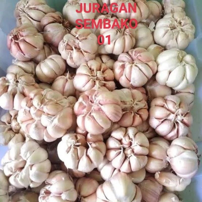 

BAWANG BUMBU MASAKAN//BAWANG PUTIH 1/2 KG GRATIS BUMBU MASAK