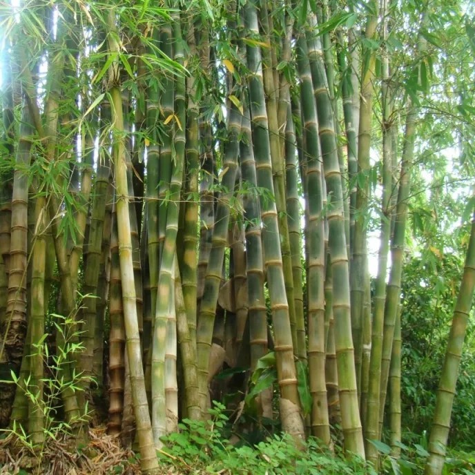 Bibit tanaman bambu petung/betung-bambu raksasa/bambu rebung