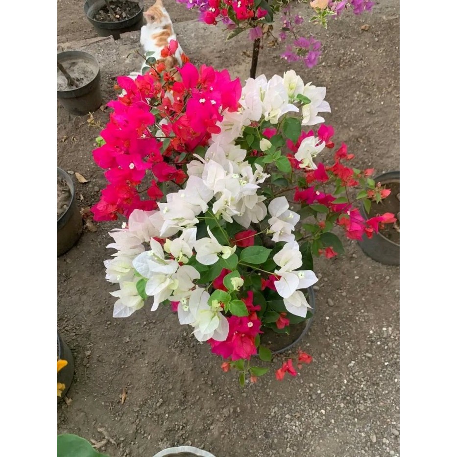 Murah bibit bugenvil lokal cantik