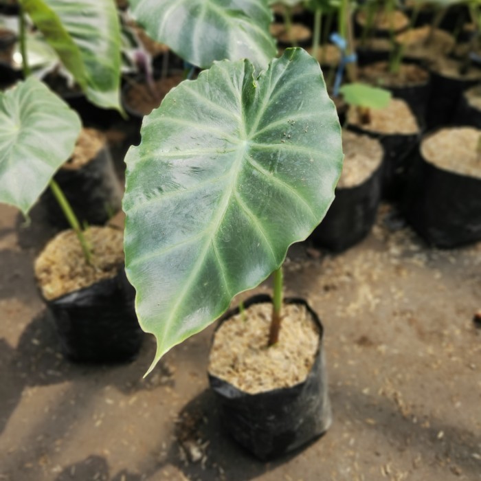 Tanaman Hias Remusatia Vivipara