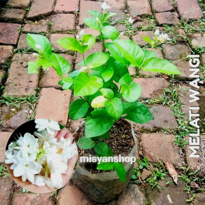 Bibit Tanaman Bunga Melati Wangi/Melati Harum/Bunga Melati Putih bibit