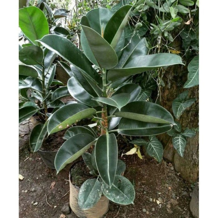 TANAMAN HIAS KARET KEBO HIJAU - POHON KARET KEBO