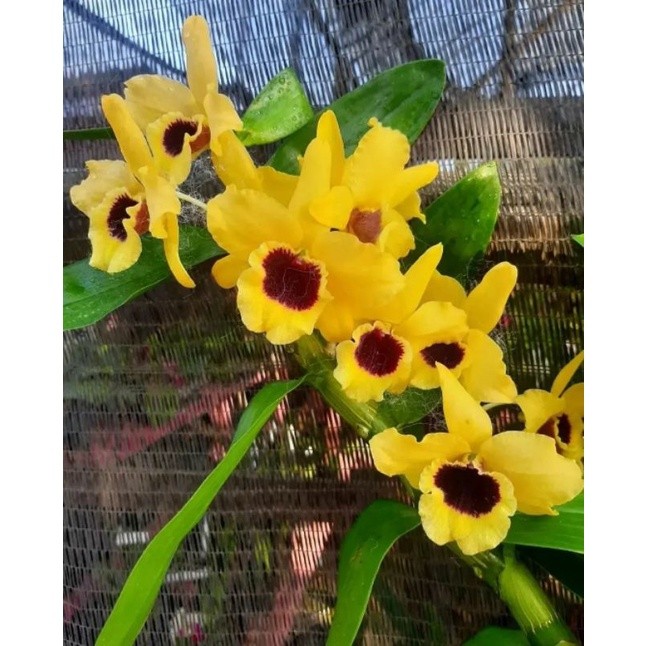 Tanaman hias Anggrek Dendrobium Nobile Kuning Jumbo