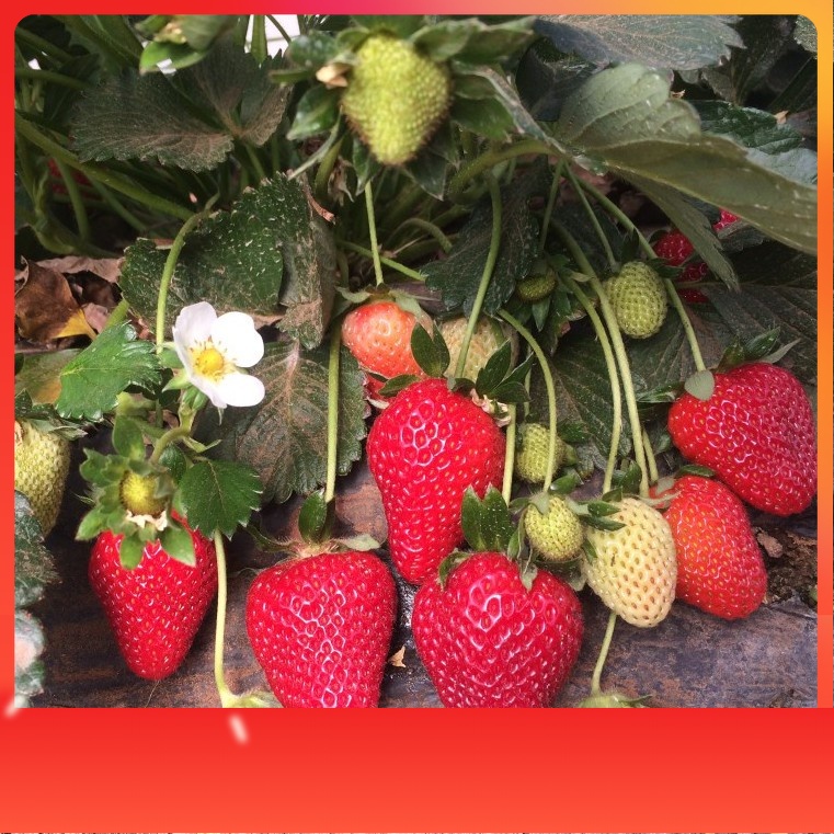 Terlaris Bibit Strawberry California Cepat Berbuah Bibit Tanaman Buah Stroberi Manis Import Super Un