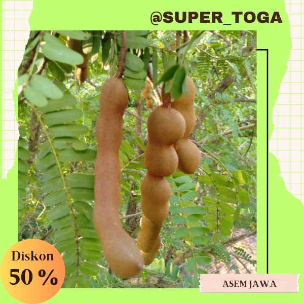 NEW Promo 3 Bibit Asem Jawa / asam jawa cepat berbuah bisa buat bahan bonsai