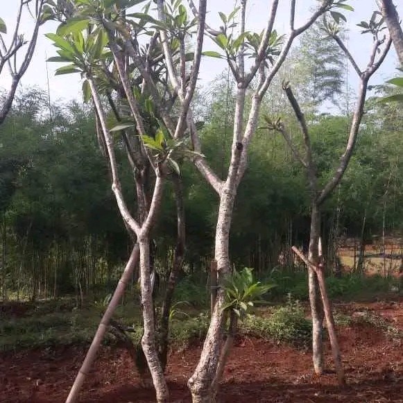 pohon kamboja bali besar