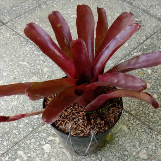 Tanaman Hias Bromolia Merah