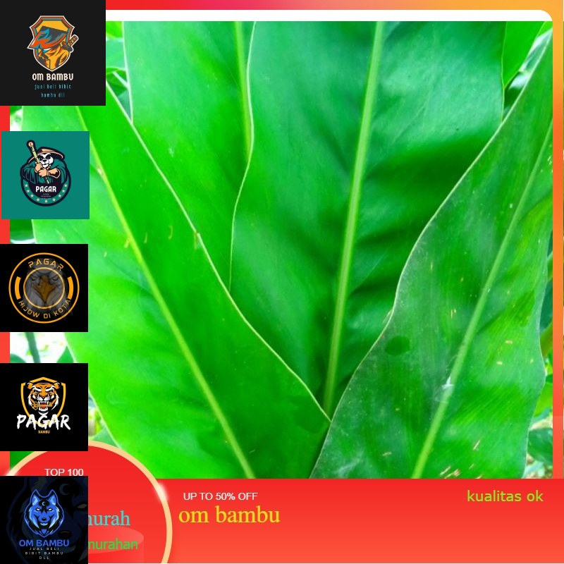 

daun lengkuas segar / 500 gram TERBAIK promo