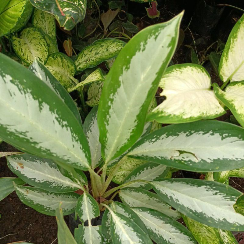 Promo Aglonema jubil