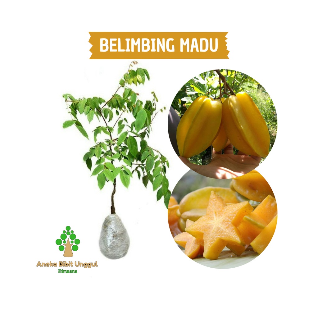 BIBIT BELIMBING MADU - BIBIT BELIMBING - BELIMBING - BELIMBING MADU