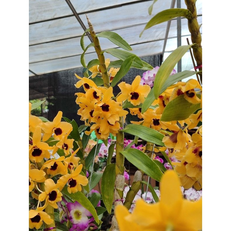 anggrek Dendrobium nobile jumbo