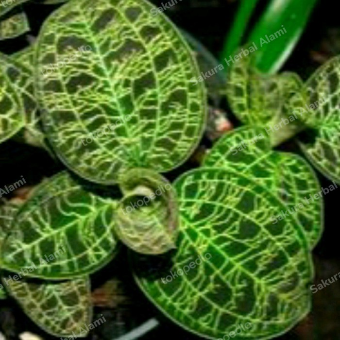 tanaman hias jewel orchid hijau urat emas