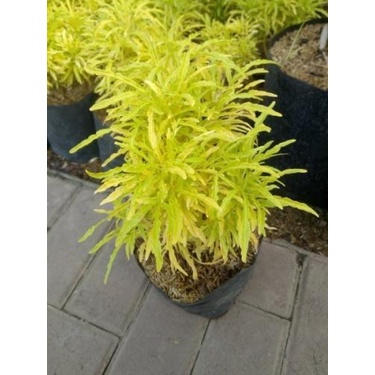 Tanaman hias brokoli kuning - bunga brokoli gold