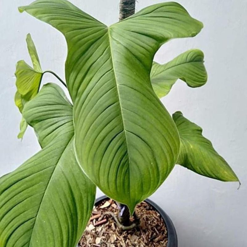 philodendron fibrae
