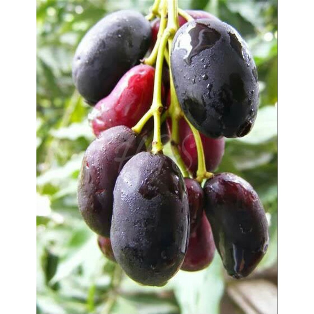 Tanaman Buah Juwet Tanpa Biji  (Syzygium cumini)BONUS Bibit Blackberry (rubus sp)