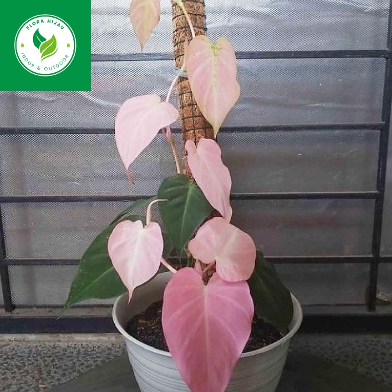 ~ ( BISA COD ) PROMO! Tanaman Hias Melano Micans Pink Bunga Hias Philodendron Mican Pink Tanaman Hid