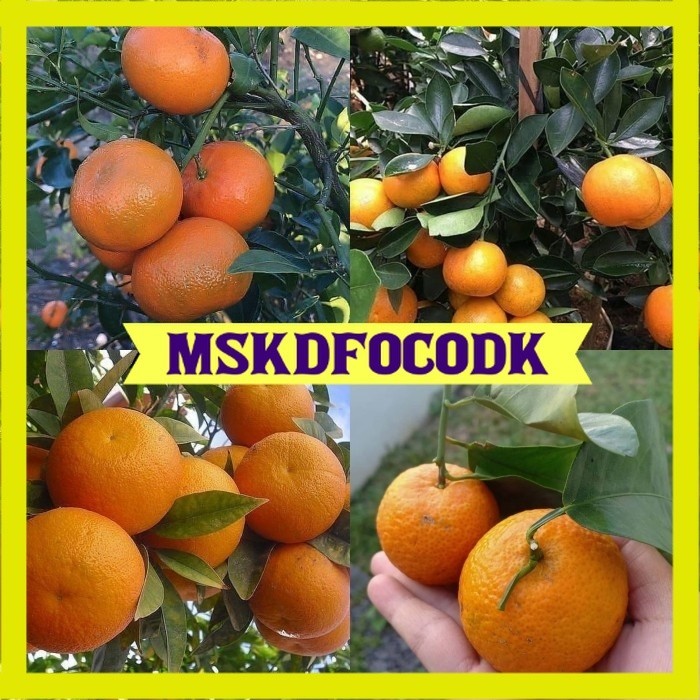 Bibit jeruk mandarin