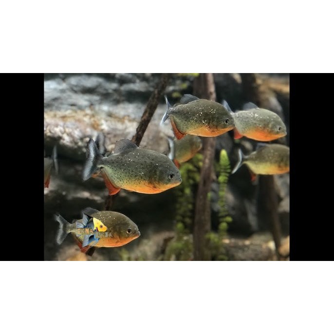 perlengkapan joran pancing senar piranha isi 10 kail pemancingan red belied rbp