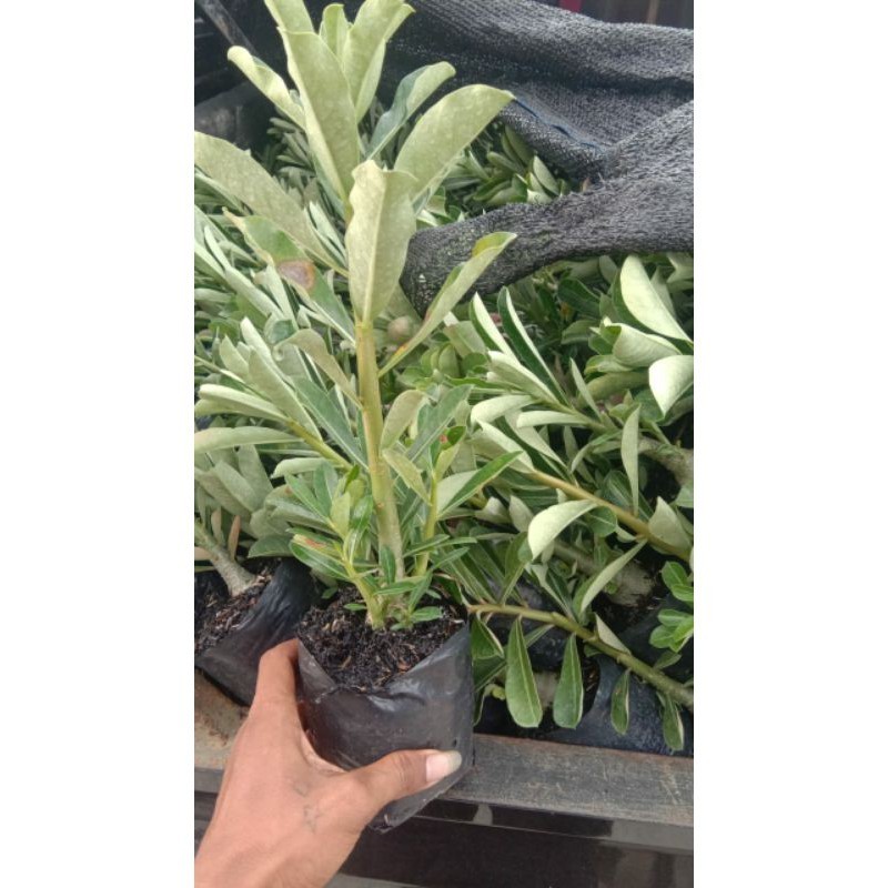 Tanaman hias bibit Kamboja adenium bunga tumpuk - Kamboja jepang bunga tumpuk