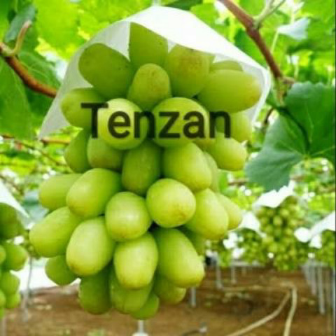 BIBIT ANGGUR IMPORT TENZAN / LANDYSH GRAFTING