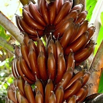 bibit pohon pisang merah super