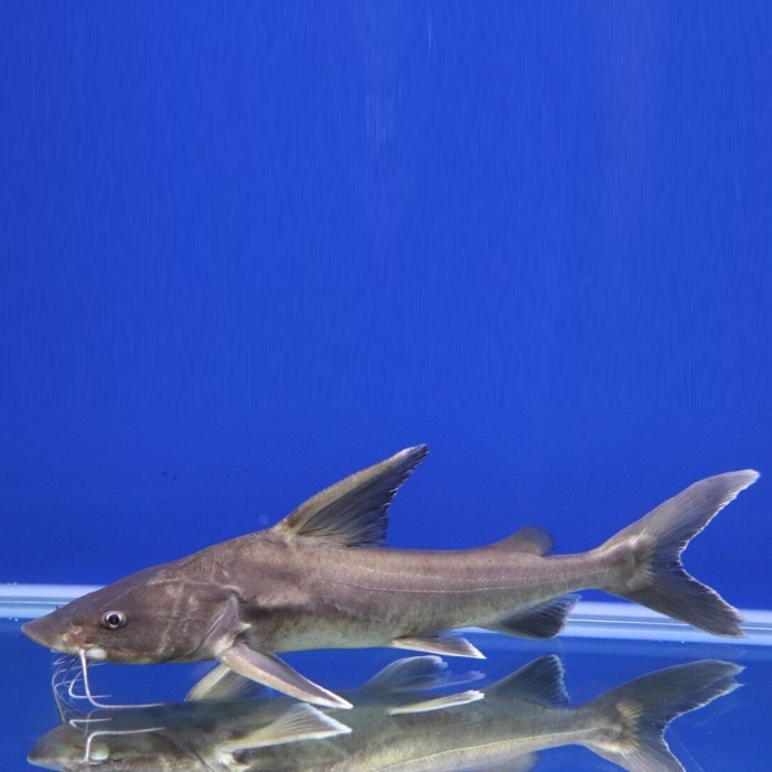 Hemiarius Stormii Catfish / Ikan Hiu Air Tawar Stormi