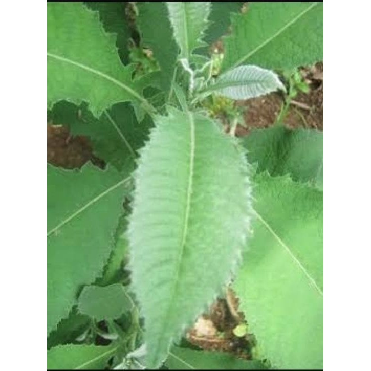 

Akar sembung Segar 500gr