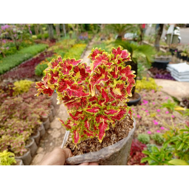 Terlaris tanaman miana ekor naga merah hijau stok super