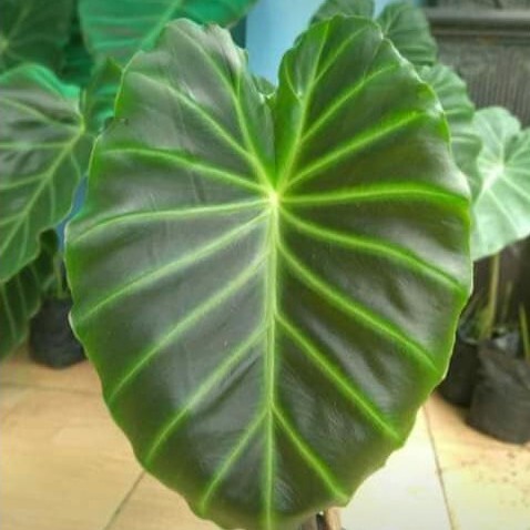 Tanaman Hias Remusatia Vivipara