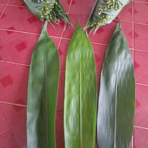 

! Daun bambu lebar segar dan panjang min 45cm 1kg cod,