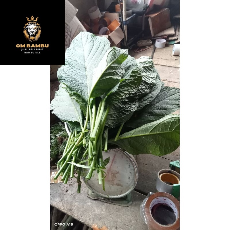 

daun segar bunga kecubung terompet Dseris