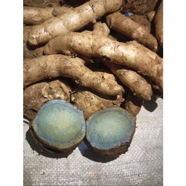 

Bisa COD Temu Hitam Segar Alami 500gram Temu Ireng/Curcuma Aeruginosa Terlaris